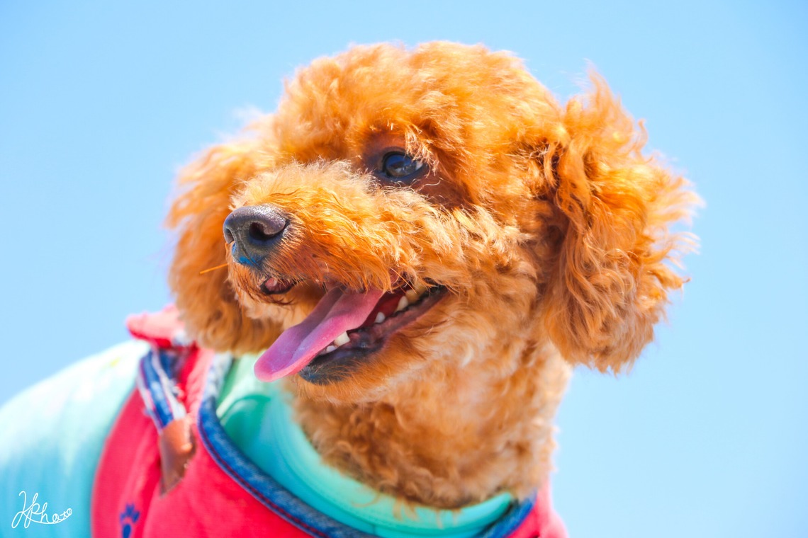 大森光太郎・K-PHOTOが撮影した家族写真(キッズ,ベビーフォト)のアルバム「ペット撮影」