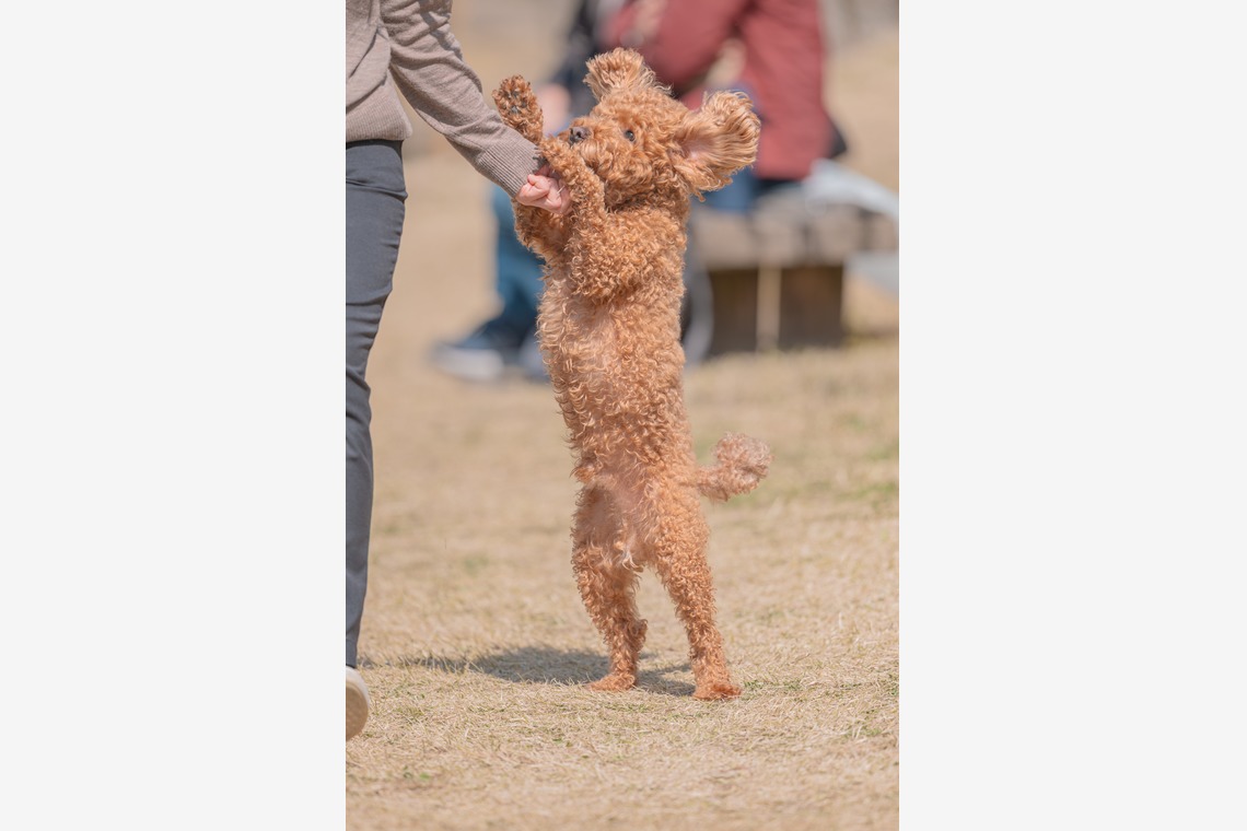 あなたの写真館が撮影した写真のアルバム「ペット撮影」