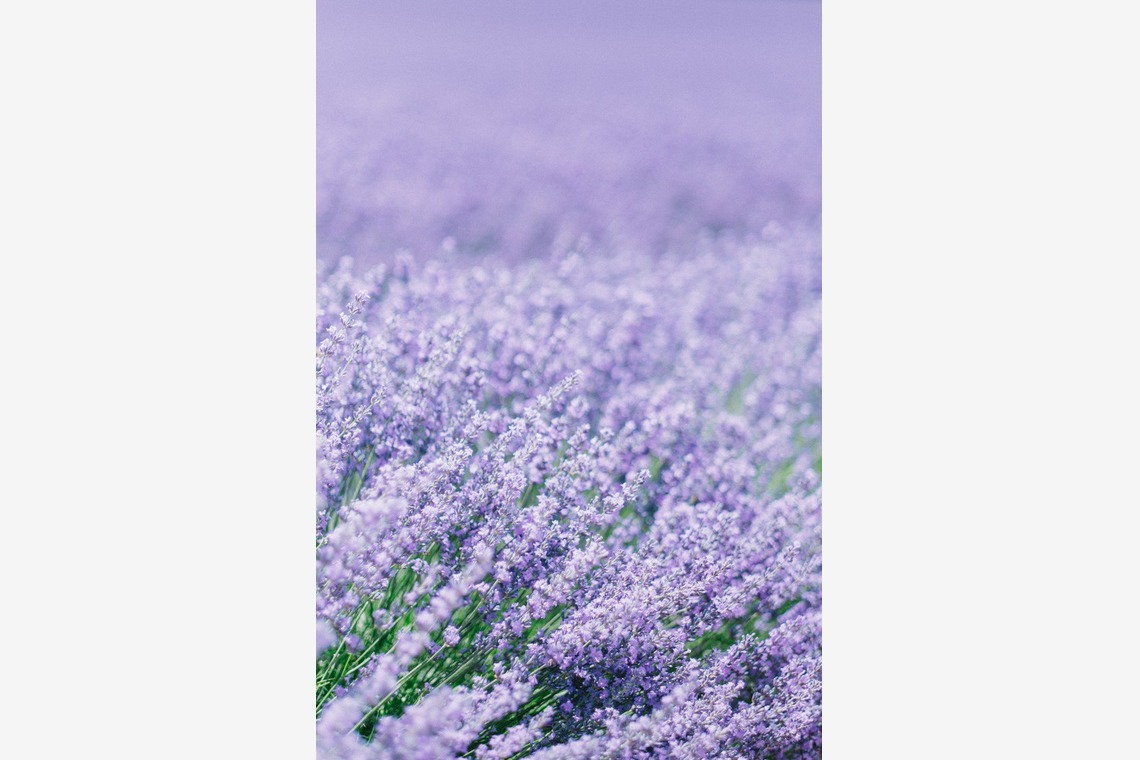 Lénaïc (レナイク) Maréchalが撮影した「エンゲージメントフォト（フランス）」の写真