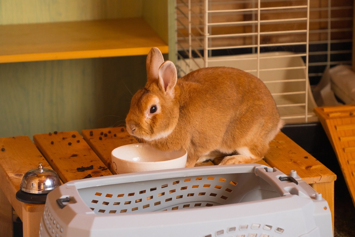 studio white alice 五十嵐啓が撮影した写真のアルバム「動物」