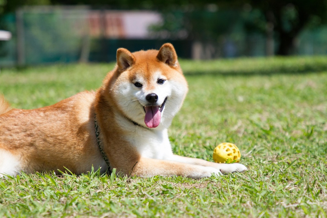 インスタントソイ合同会社　井上泰徳が撮影した「ワンちゃん撮影」の写真