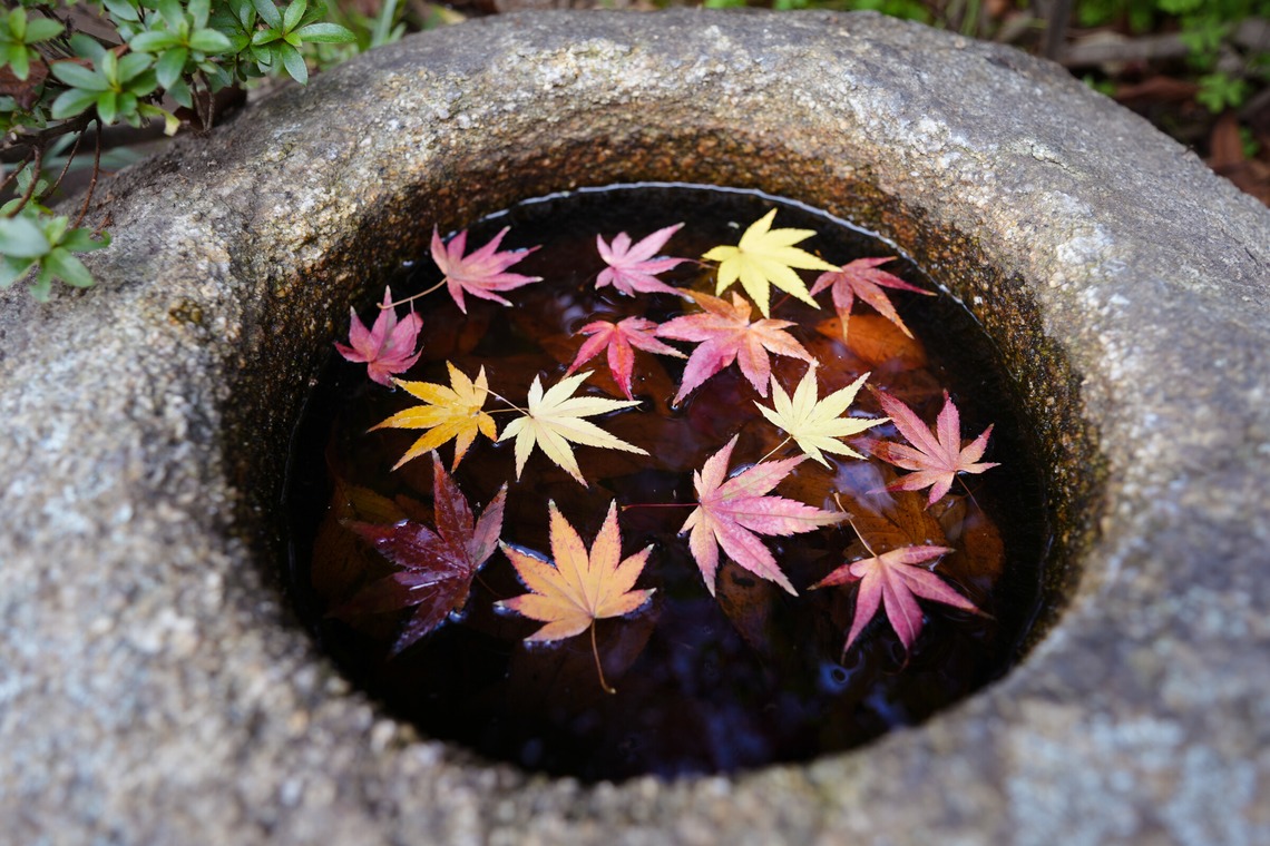 photographerTAKASUが撮影した「風景写真や動物写真」の写真