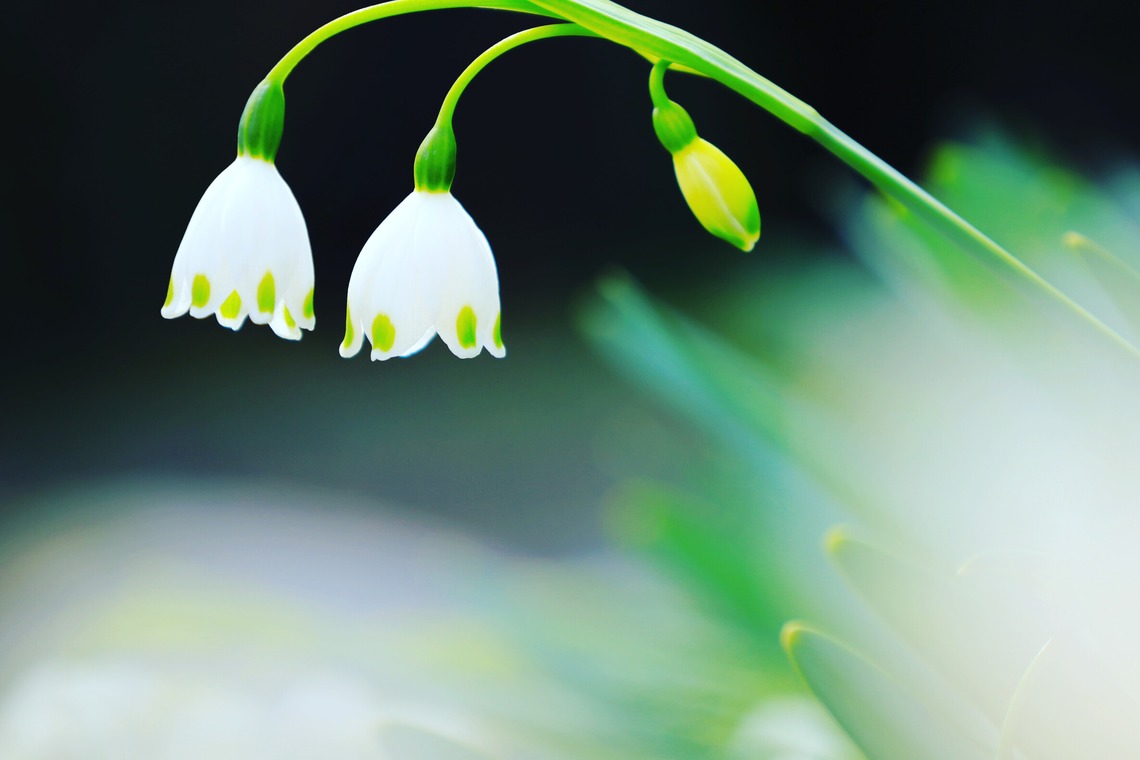 今井広樹/スタジオプランタン/日本写真家協会 会員が撮影した写真のアルバム「フラワー」