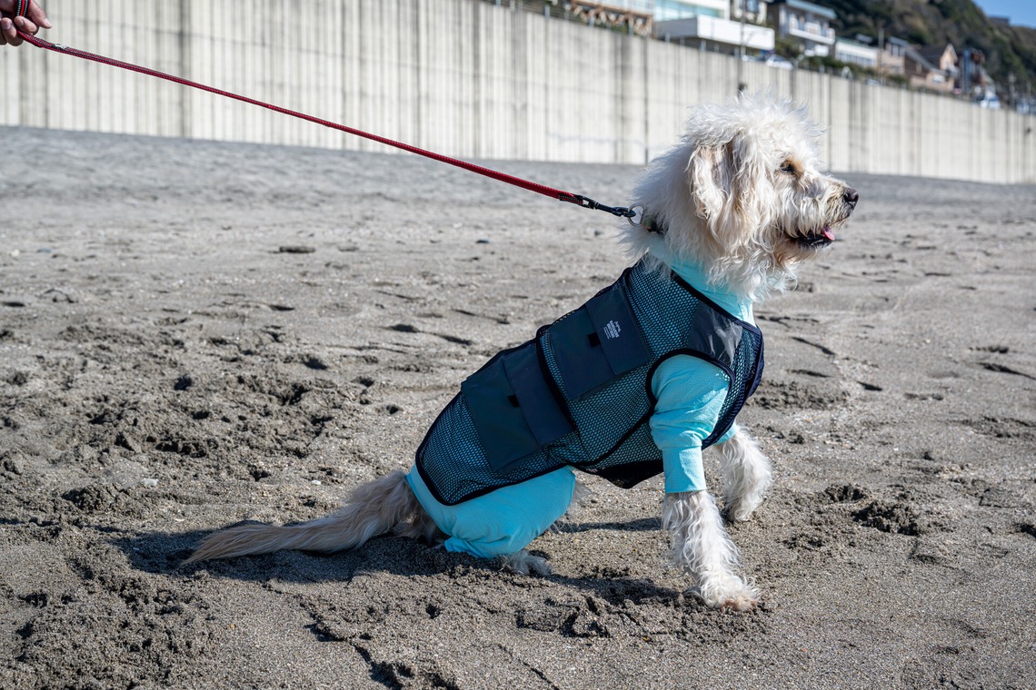 吉田佳央が撮影した「DOG SHOOTING」の写真