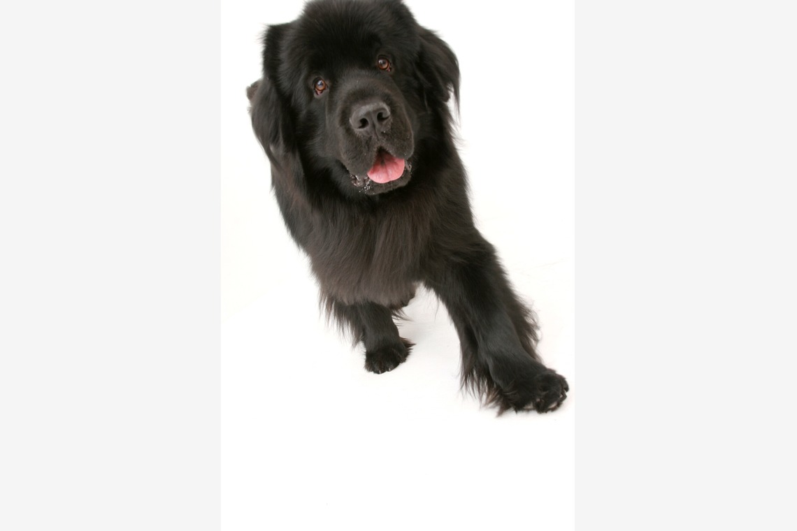 Hiroが撮影した写真のアルバム「ペット撮影」