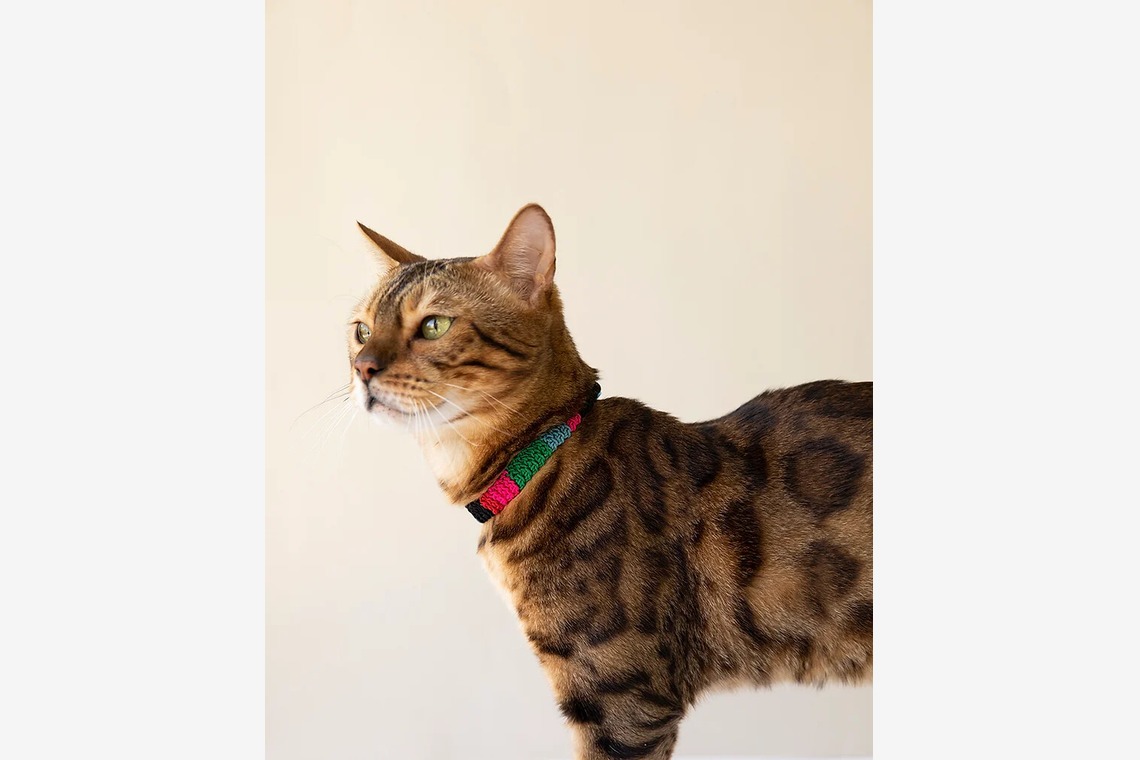 白井由香里写真事務所が撮影した写真のアルバム「動物」