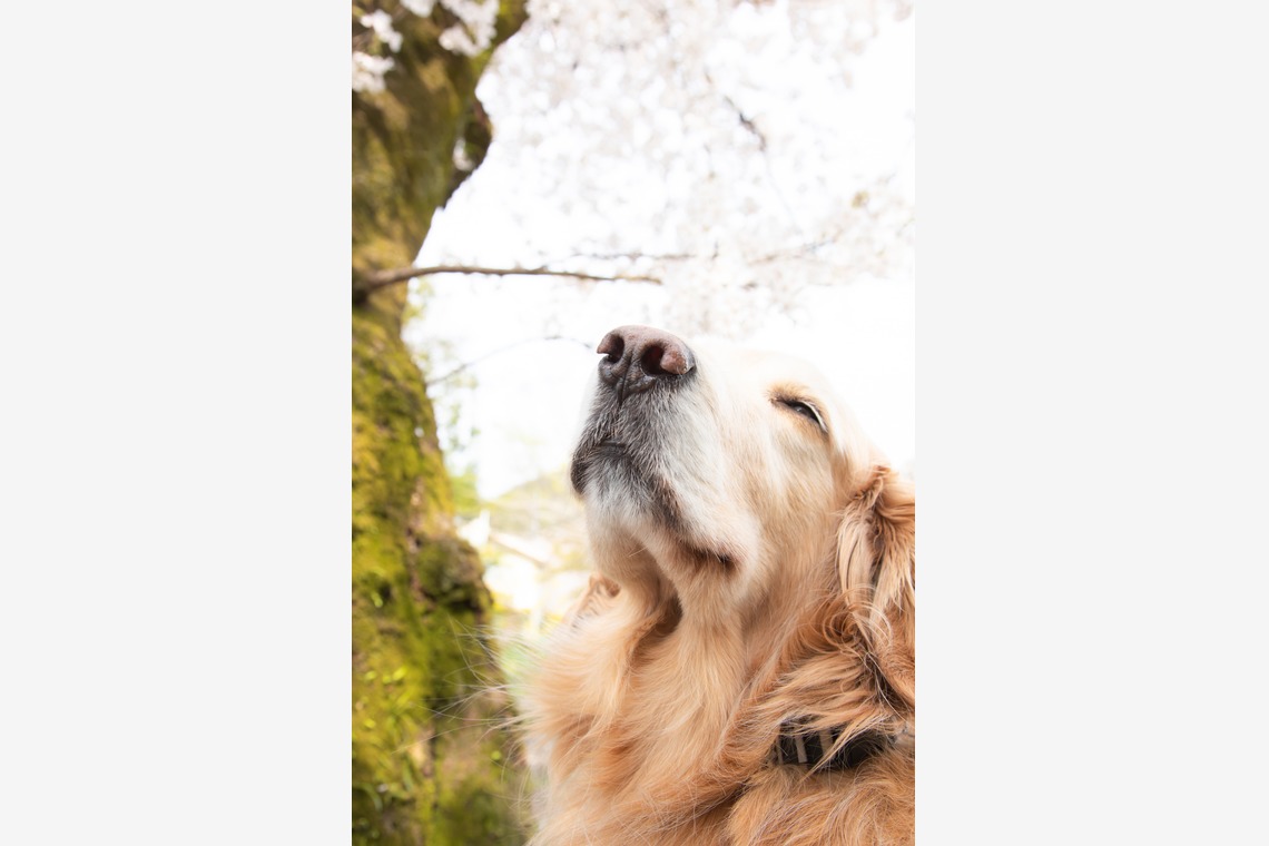 スマイルグローバルフォトが撮影した写真のアルバム「わんちゃん」