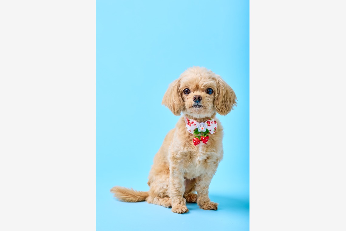 クリエイティブツリー