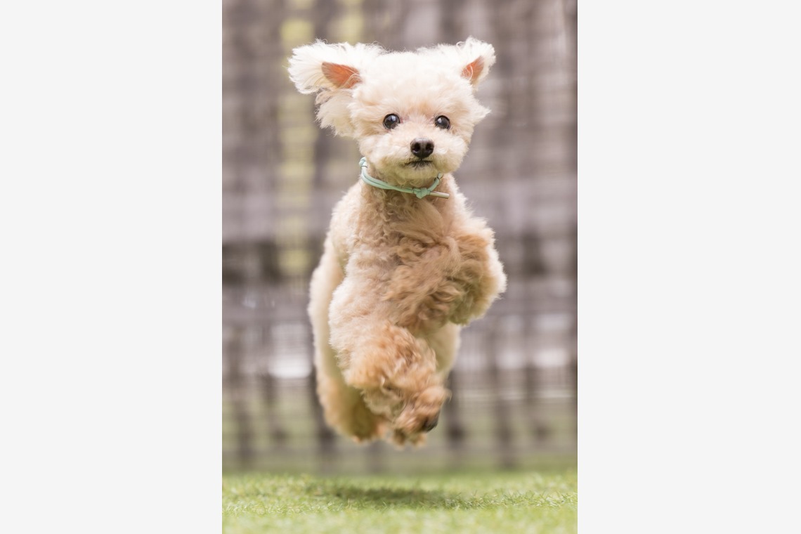 猫田晃広が出張撮影した家族写真(キッズ,ベビーフォト)などが写った「わんちゃん撮影」の家族写真