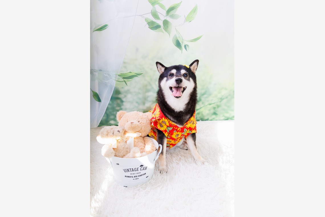 世登理恵が撮影した「ペット」の写真