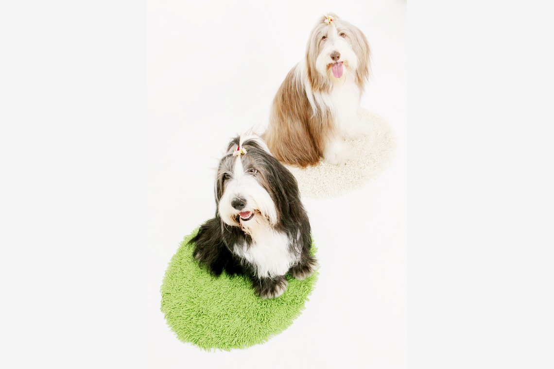 Hiroが撮影した写真のアルバム「ペット撮影」