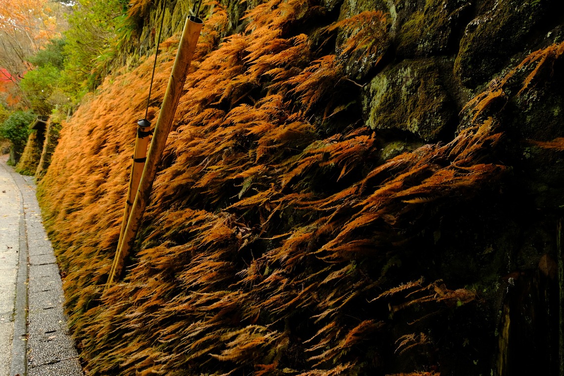KotobukiPhotosが撮影した写真のアルバム「風景」