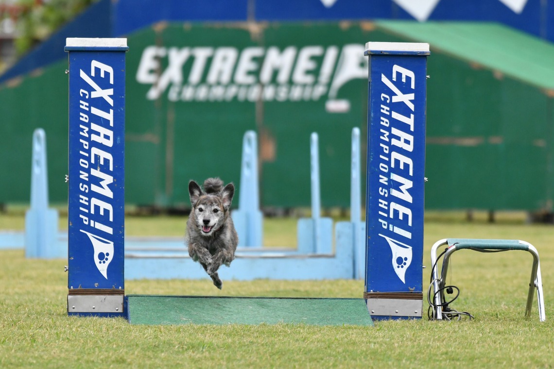 スタジオファンタスが撮影した「ドッグスポーツエクストリーム」の写真