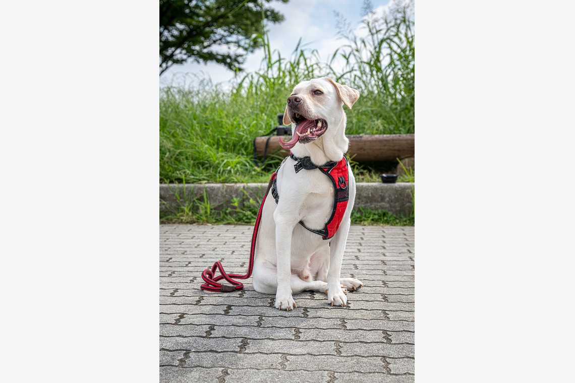 吉田佳央が撮影した「DOG SHOOTING」の写真