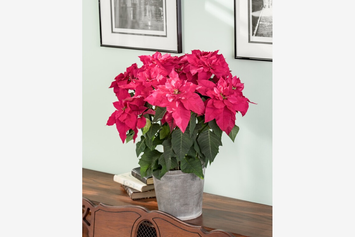 有限会社　澤田スタジオが撮影した写真のアルバム「花、植物」