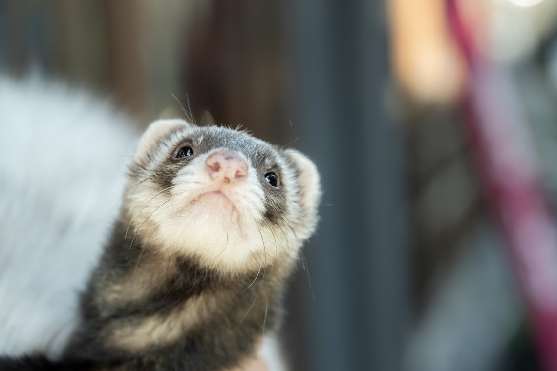寫樂斎が撮影した写真のアルバム「大学卒業記念（江の島）」