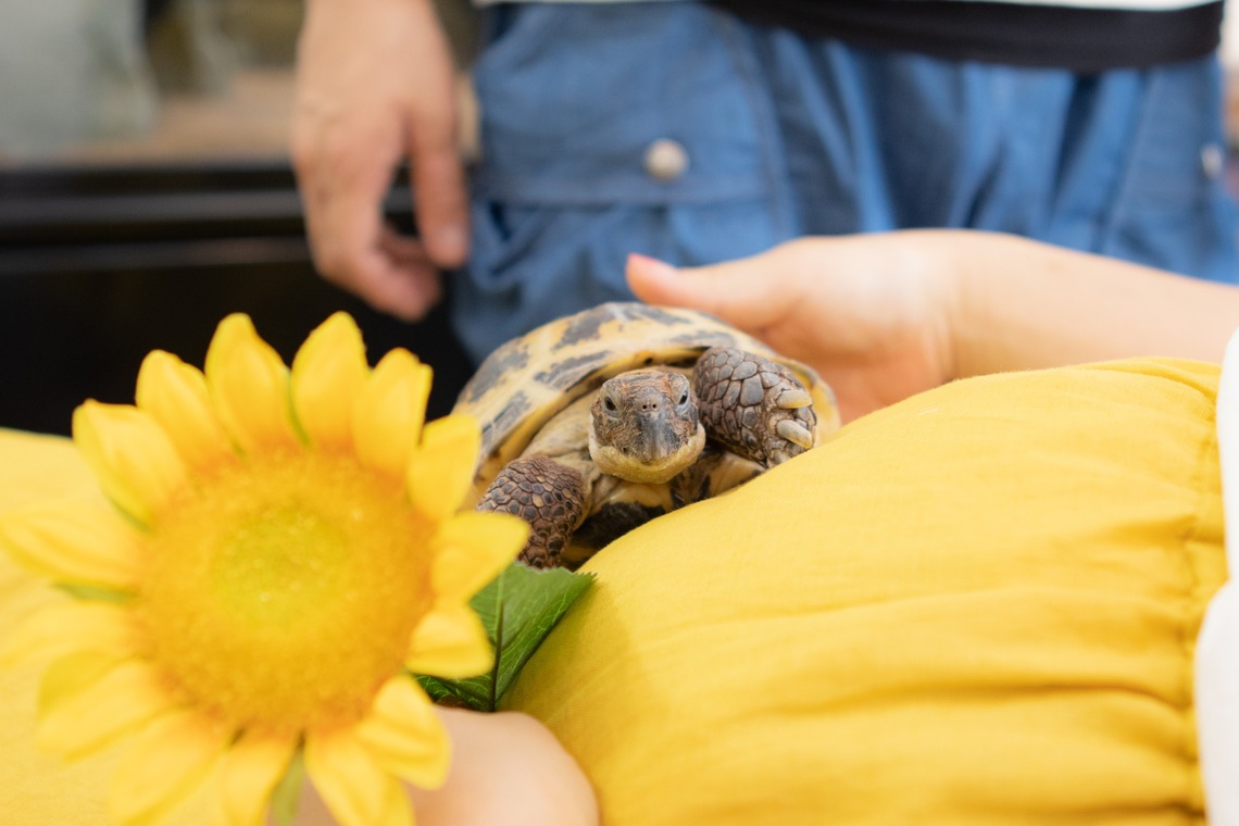 橋本祐里子（まるちゃん）が撮影した「パパのお店でマタニティフォト」の写真