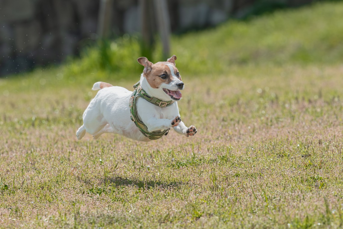 あなたの写真館が撮影した写真のアルバム「ペット撮影」