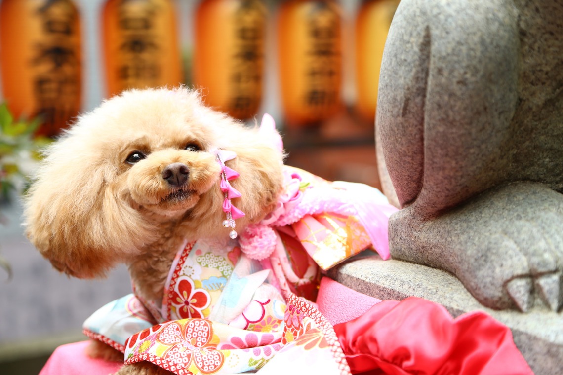 Photographer  Tomoが撮影した写真のアルバム「わんちゃん七五三」