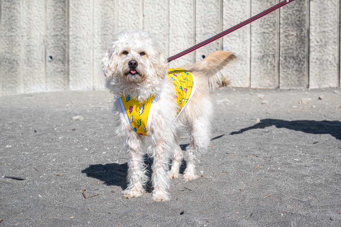 吉田佳央が撮影した「DOG SHOOTING」の写真