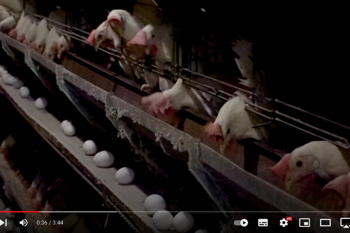 Castella Designが撮影した「YouTube動画」の写真