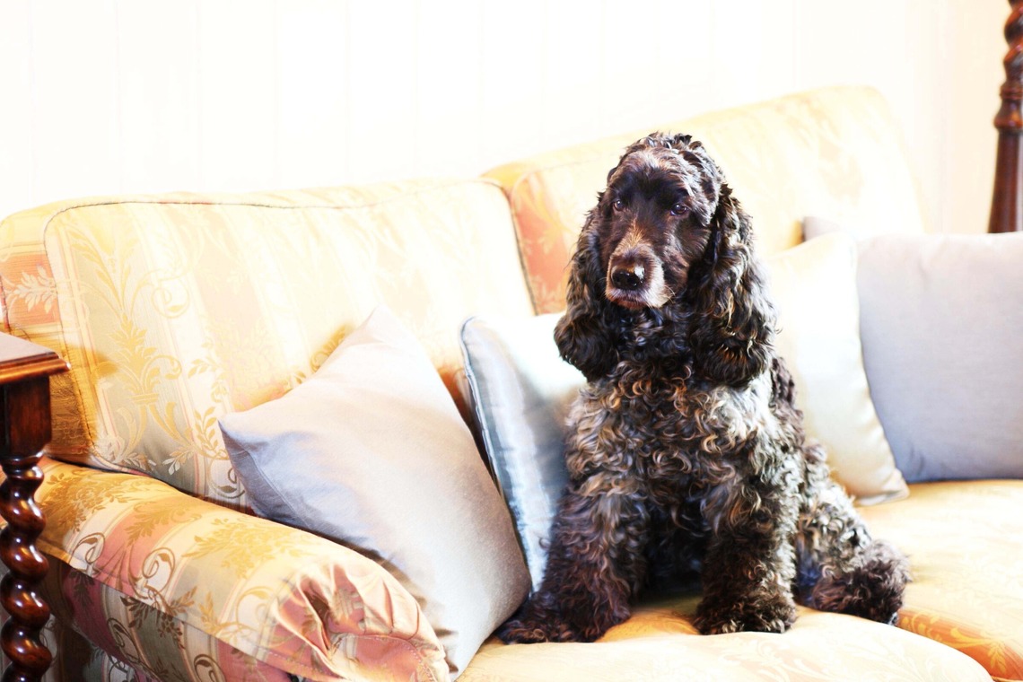 森安　照が撮影した「ペット撮影（犬・猫）」の写真