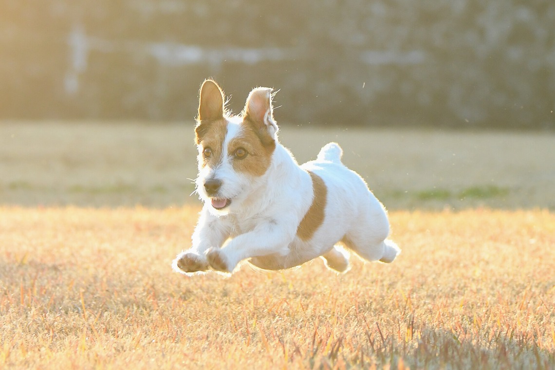 Sara Photo Worksが撮影した「わんちゃん　ねこちゃん」の写真