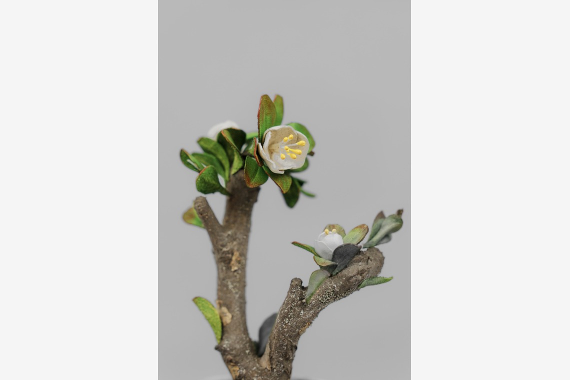 studio9thが撮影した写真のアルバム「埼玉県川越市/革盆栽」