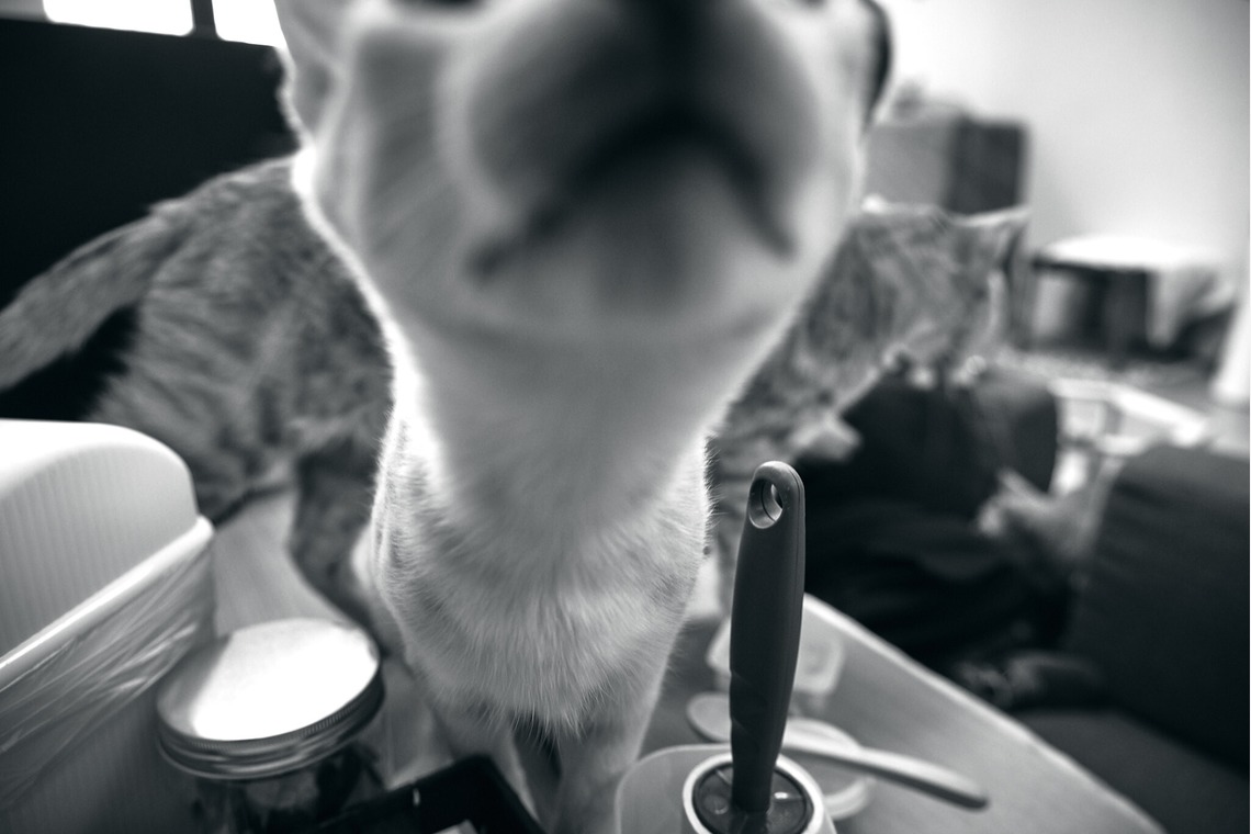 有限会社エルフラットが撮影した「猫カフェ」の写真