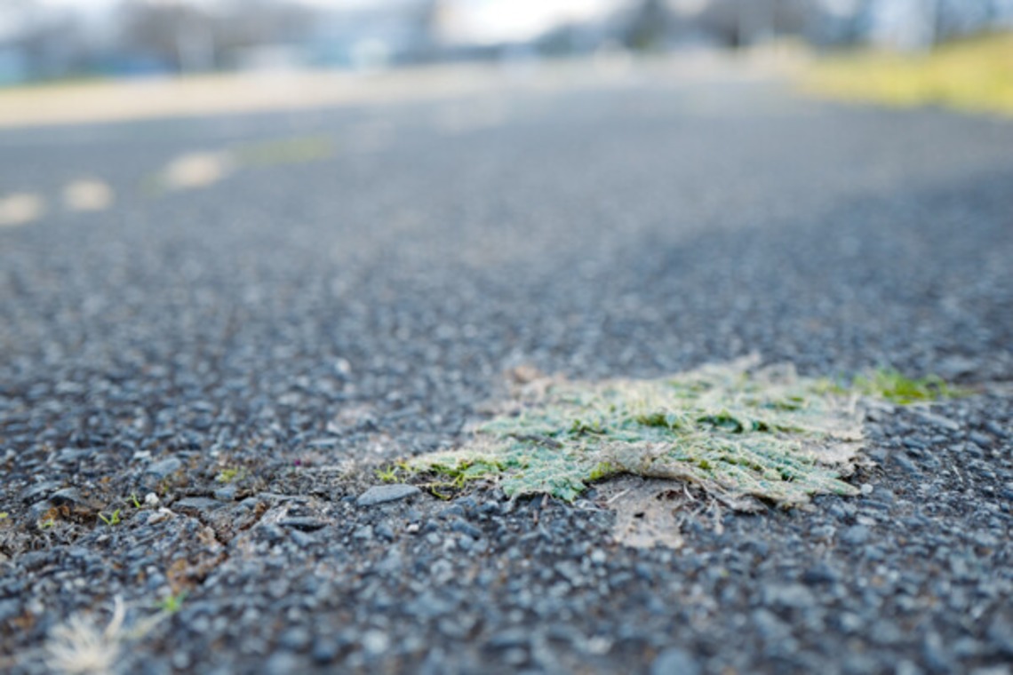 手塚隆弘が撮影した「気ままに」の写真