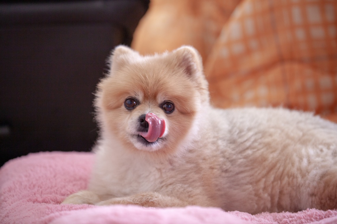 レオン・スナップサービスが出張撮影した家族写真(キッズ,ベビーフォト)などが写った「ポメラニアン」の家族写真