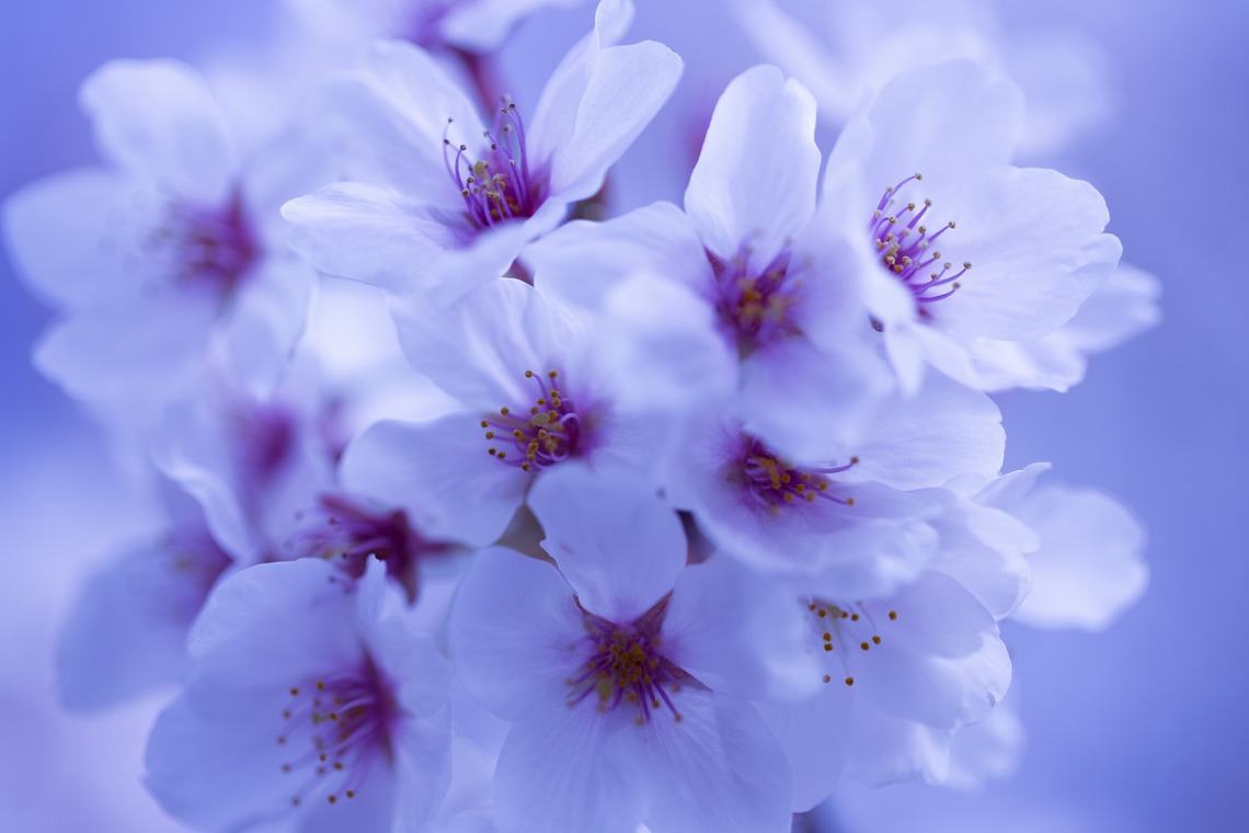 Orihusta photographyが撮影した「image」の写真