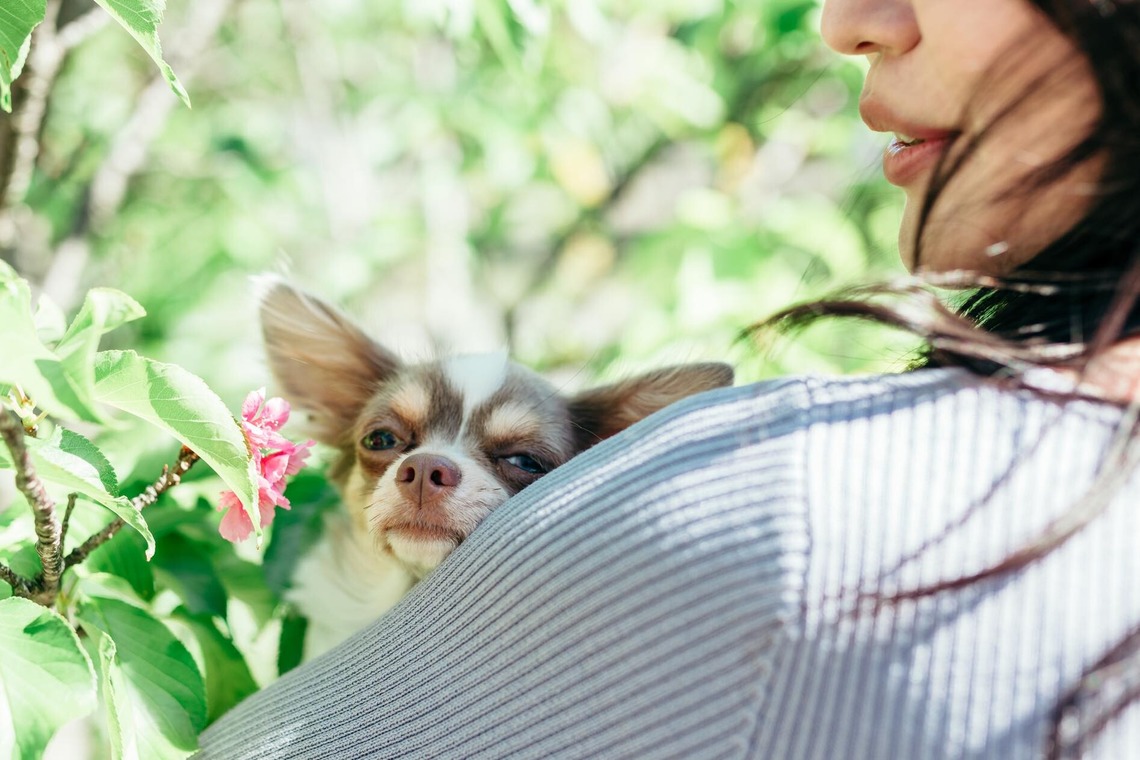 ポートレート沖縄が撮影した「ペット撮影」の写真