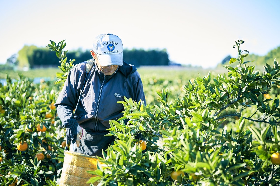大橋裕紀が撮影した「みかん農園様の商品撮影とスナップ」の写真