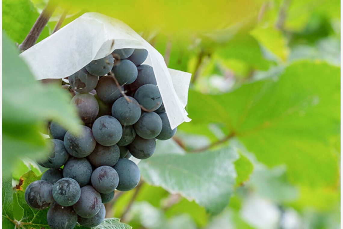 腰山大雅が撮影した写真のアルバム「スポーツジム・ワイナリー・ダンスカンパニー」