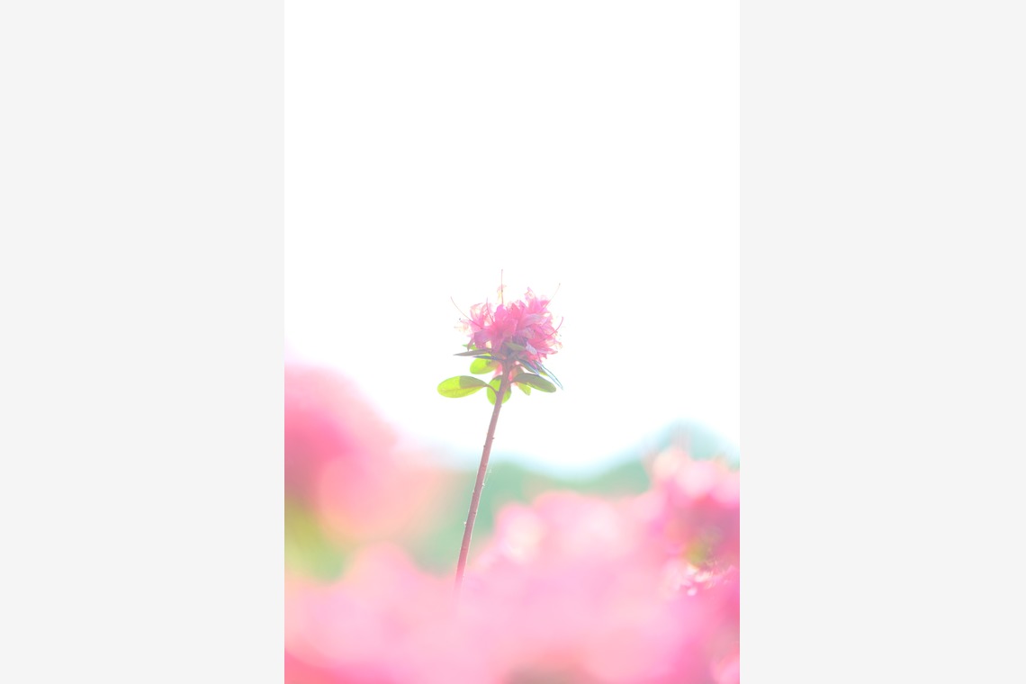 KotobukiPhotosが撮影した「花・植物」の写真