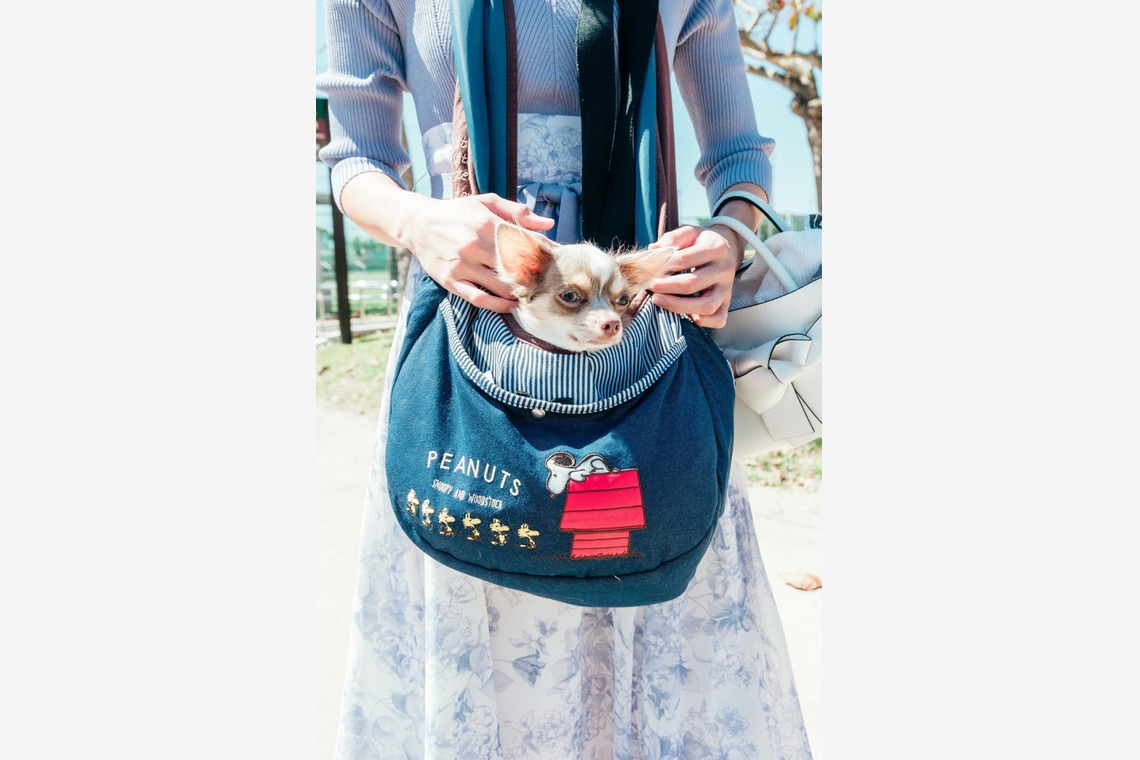 ポートレート沖縄が撮影した写真のアルバム「ペット撮影」