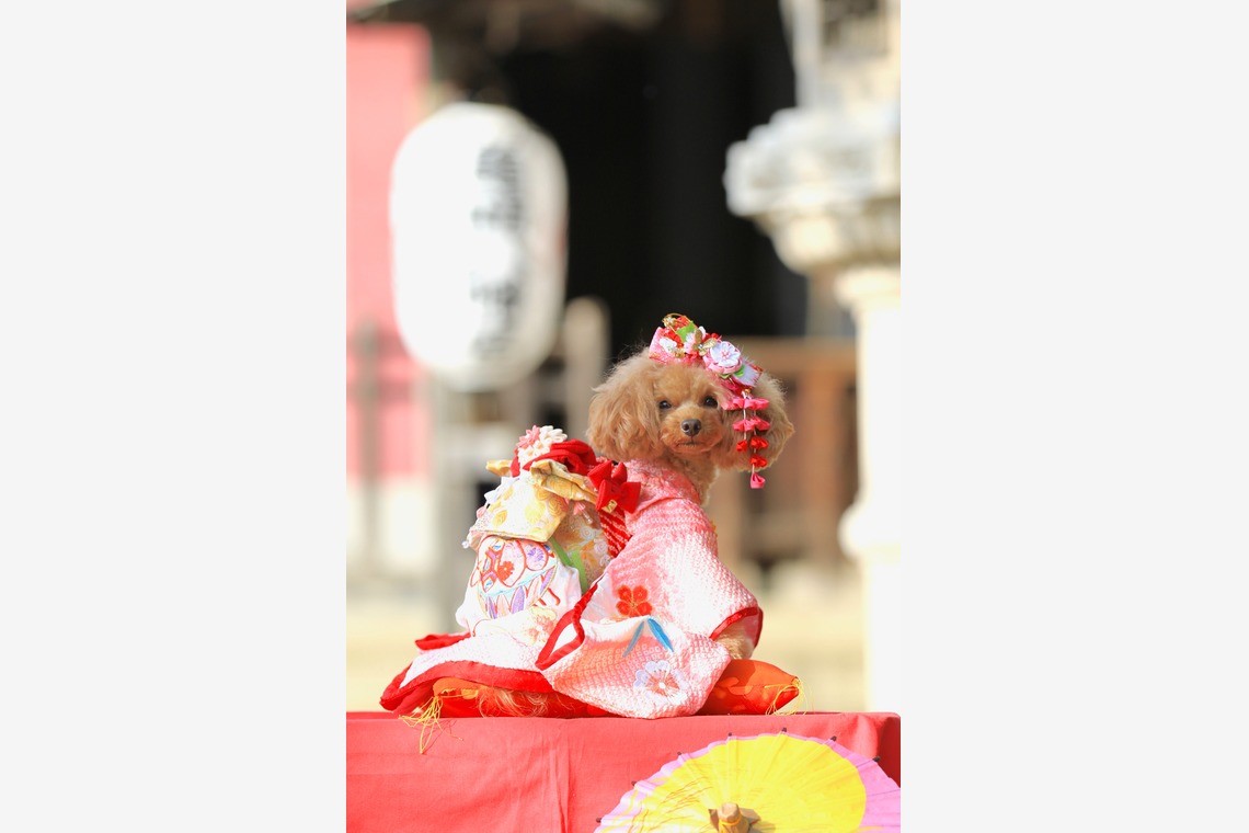 高橋 透（Coo&Sea STUDIO代表）が撮影したエンゲージメントフォトのアルバム「七五三出張撮影＠東京」