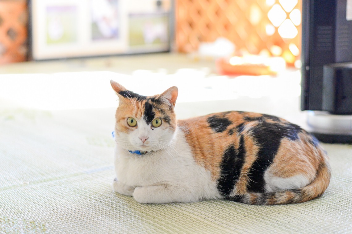 Sara Photo Worksが撮影した「わんちゃん　ねこちゃん」の写真