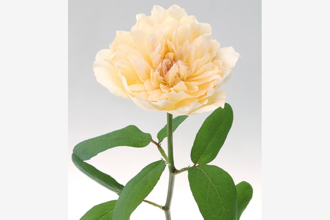 有限会社　澤田スタジオが撮影した「花、植物」の写真