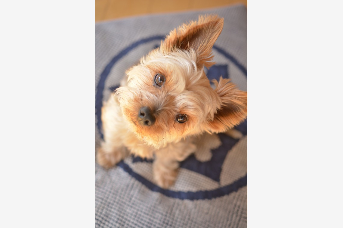 大熊和輝が撮影した「ペット撮影」の写真