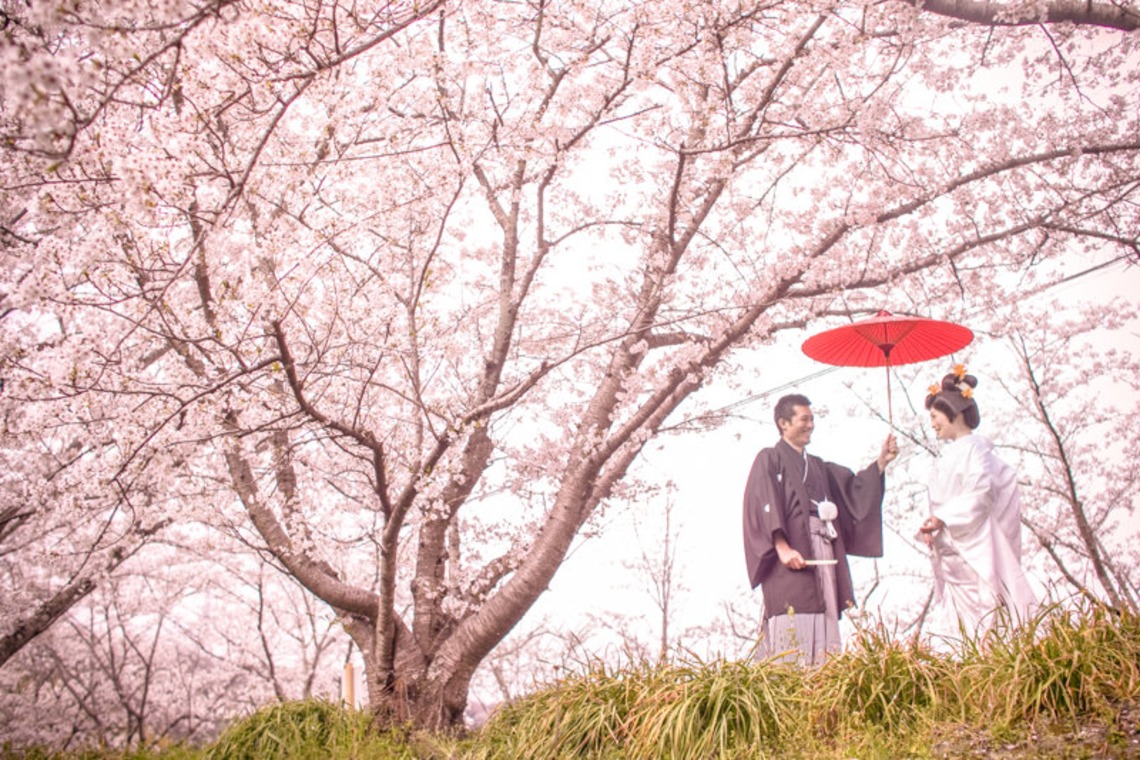 阿部写真館　大阪本町 靭公園前が撮影した写真のアルバム「桜」