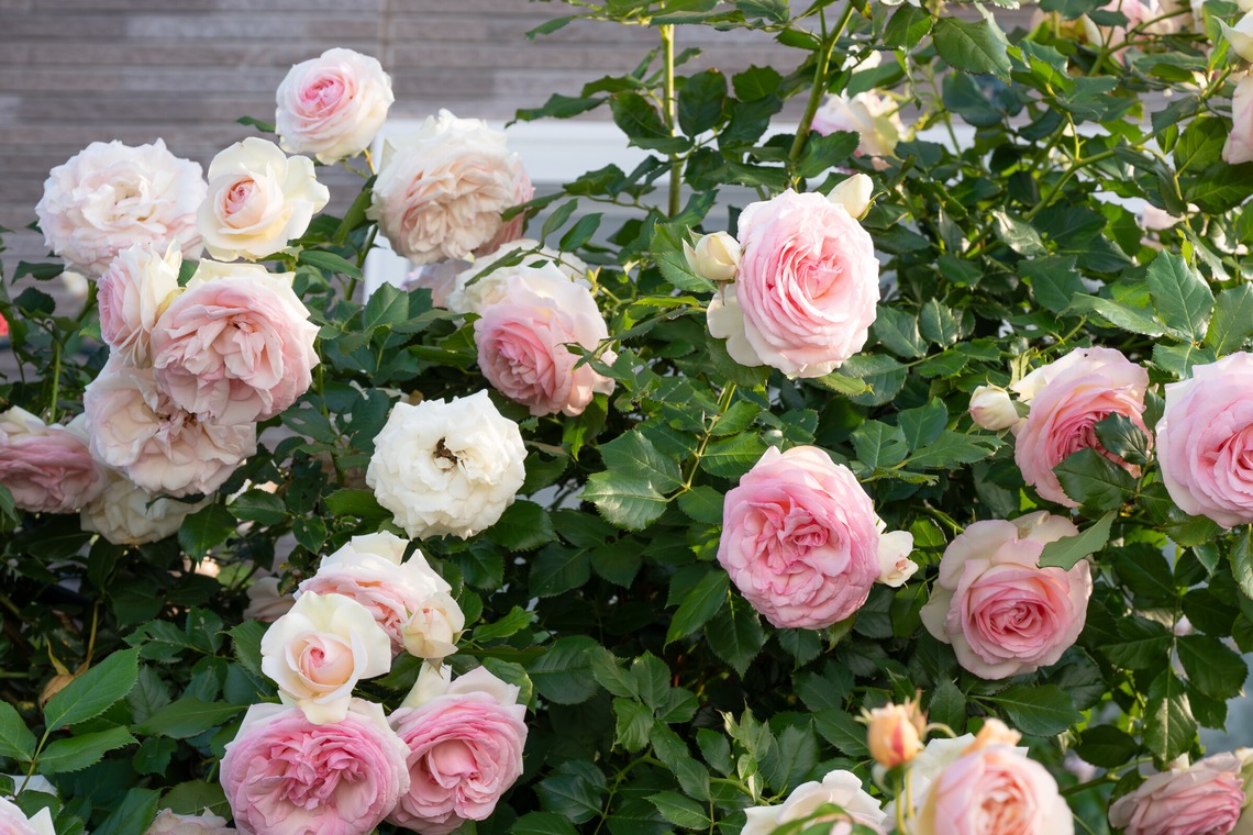 オフィス 芦野が撮影した「番外編（自宅）」の写真