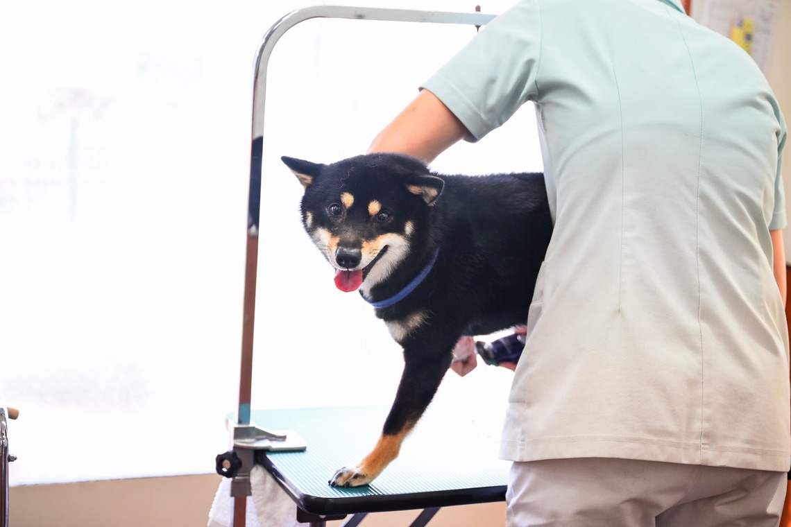 出張撮影 中村まみこが撮影した「トリミングサロンHP用撮影」の写真