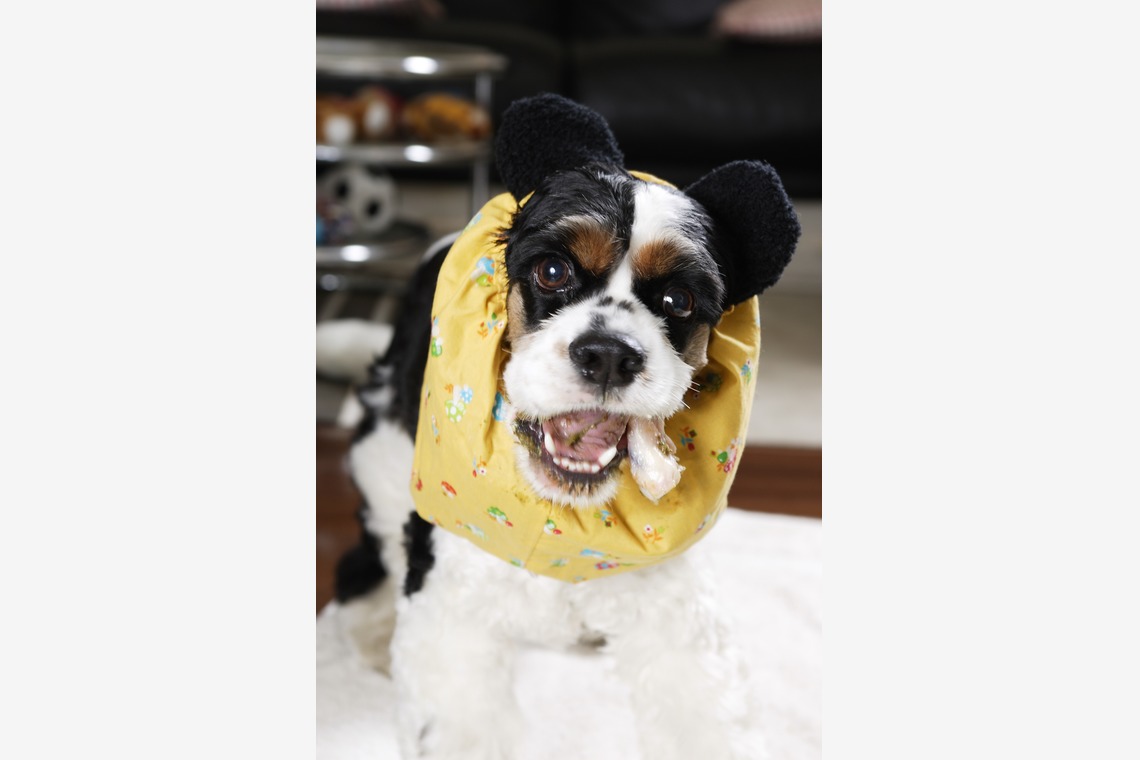 森安　照が撮影した「ペット撮影（犬・猫）」の写真