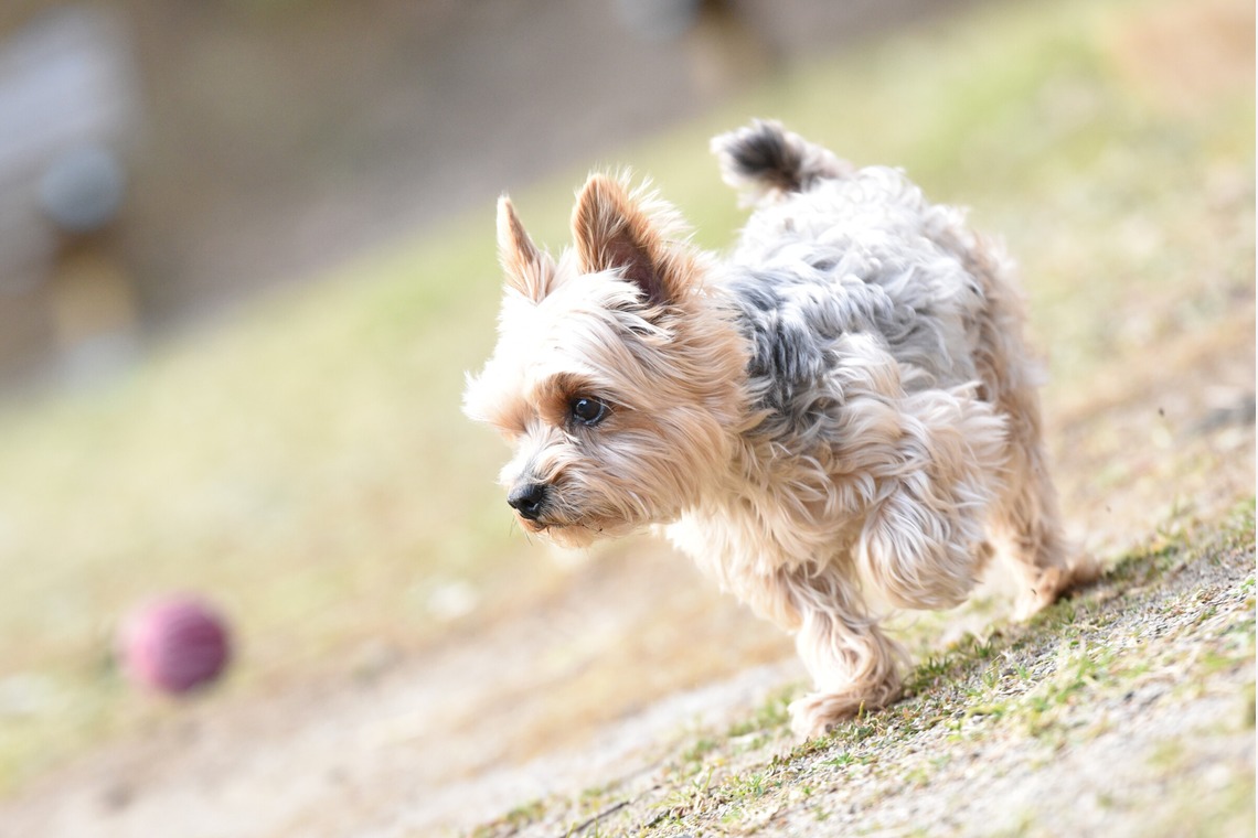 大熊和輝が撮影した写真のアルバム「ペット撮影」