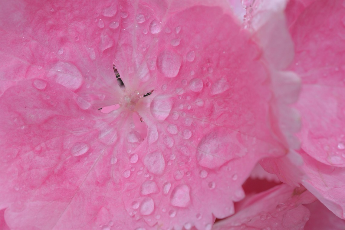 白石隆一郎が撮影した写真のアルバム「食べ物と物撮り」