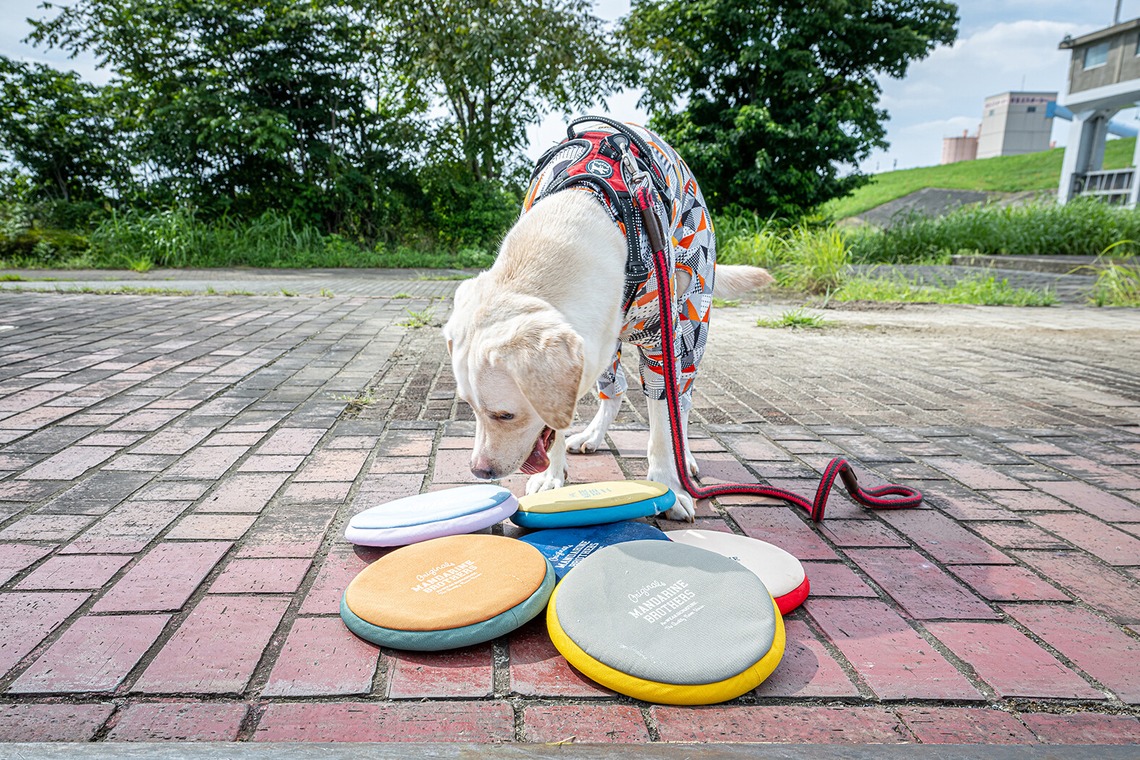 吉田佳央が撮影した「DOG SHOOTING」の写真