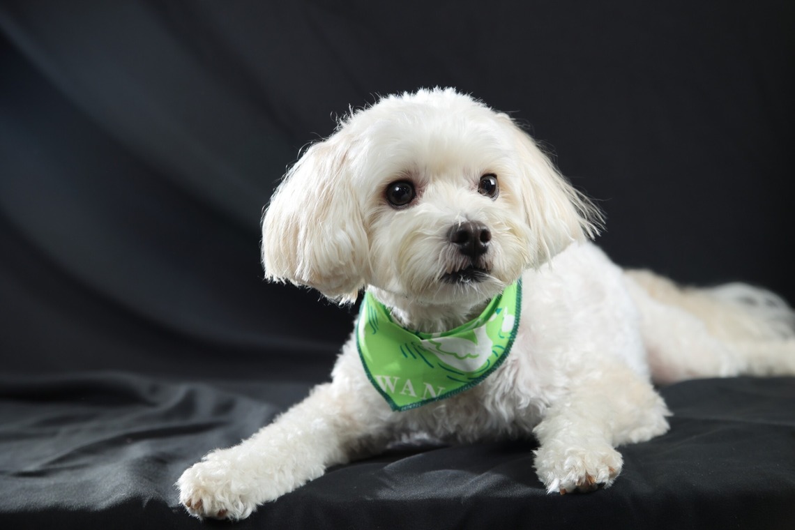 管野　利が撮影した「ワンちゃん」の写真