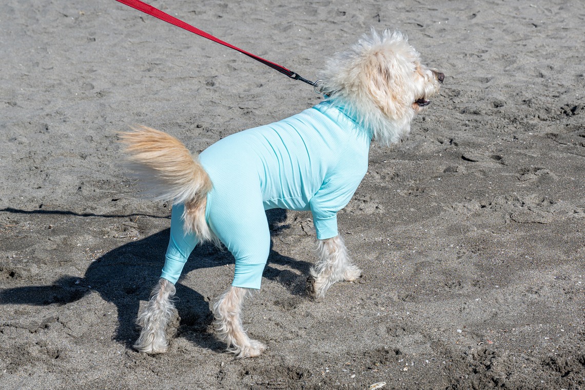 吉田佳央が撮影した「DOG SHOOTING」の写真